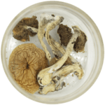 African Cubensis (Panaeolus africanus) | Magic Mushrooms Edmonton Canada