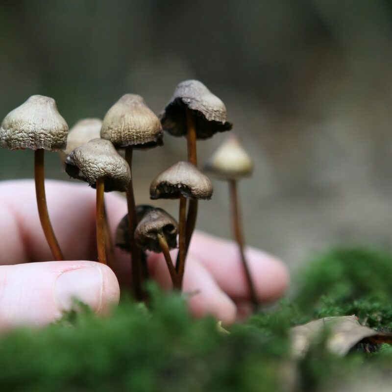 Guide to Magic Mushrooms | Magic Mushrooms Edmonton Canada