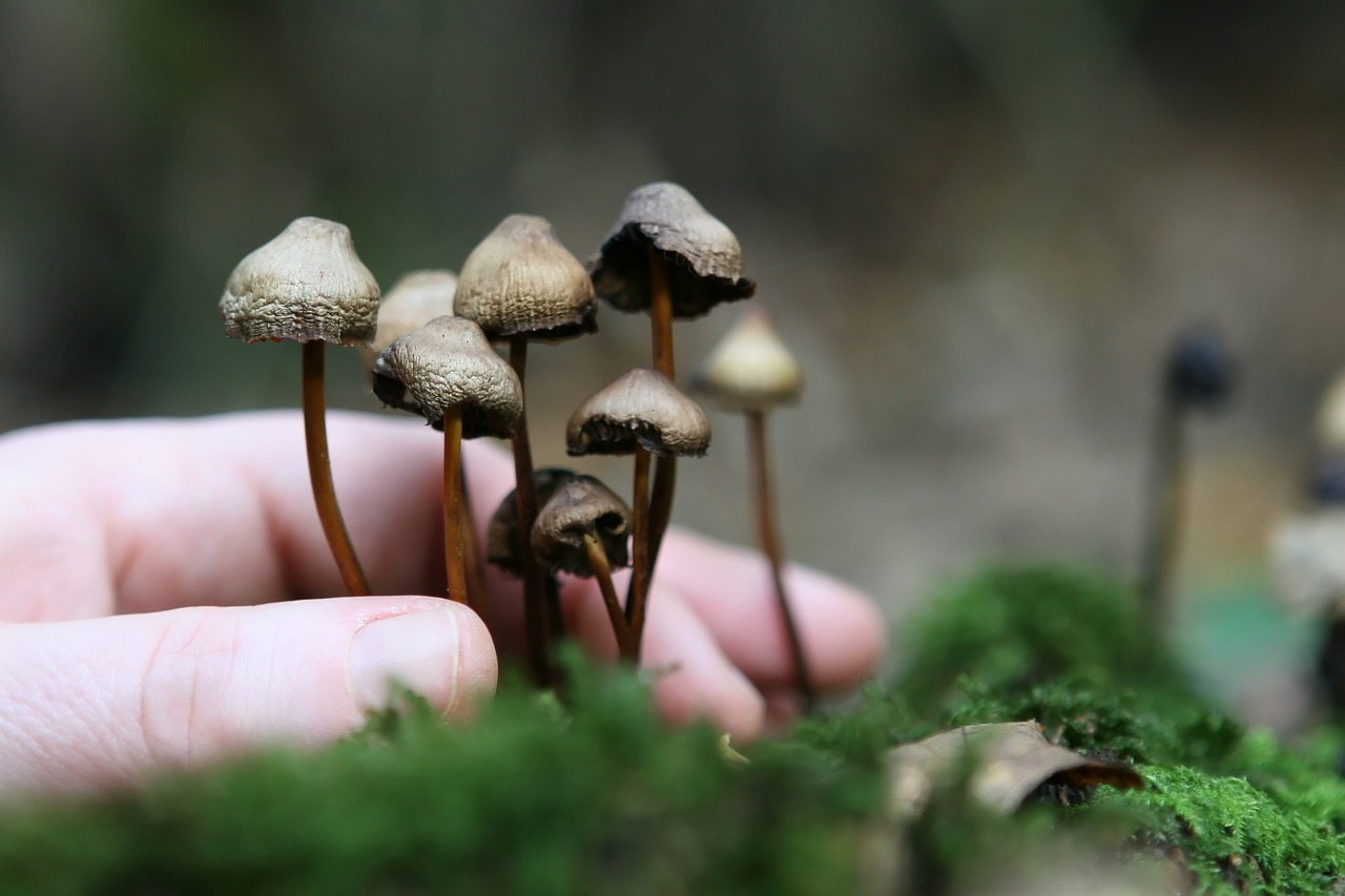 The Magic of Cultivating Mycelium from Mushrooms