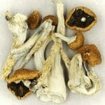Creeper | Magic Mushrooms Edmonton Canada