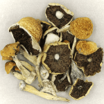 Penis Envy Cubensis | Magic Mushrooms Edmonton Canada