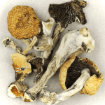 Thai Elephant | Magic Mushrooms Edmonton Canada