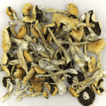 Puerto Rican | Magic Mushrooms Edmonton Canada