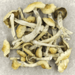 Blue Magnolia Rust | Magic Mushrooms Edmonton Canada