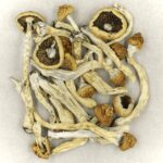 Texas Yellow Cap | Magic Mushrooms Edmonton Canada