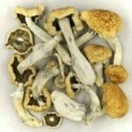 Vietnamese | Magic Mushrooms Edmonton Canada