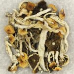 Cuban | Magic Mushrooms Edmonton Canada