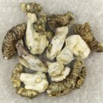 White Burma | Magic Mushrooms Edmonton Canada