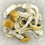 Chitwan Nepal | Magic Mushrooms Edmonton Canada