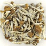 Florida White | Magic Mushrooms Edmonton Canada