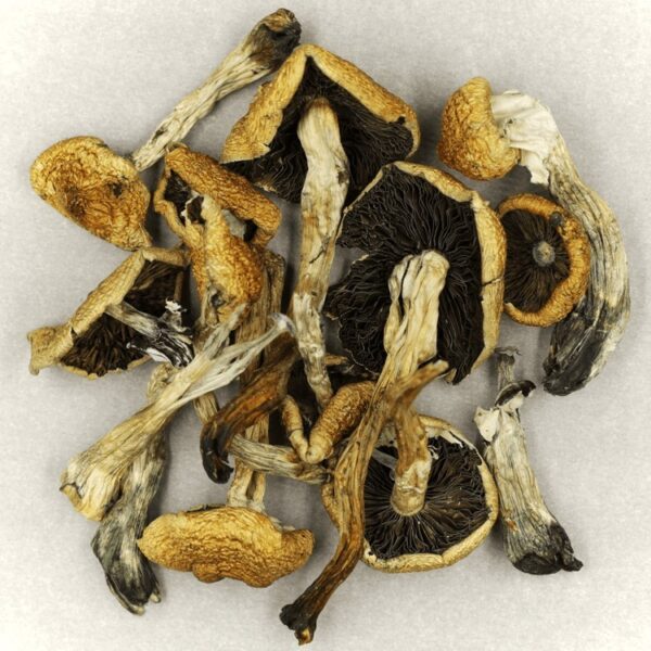 Malabar | Magic Mushrooms Edmonton Canada