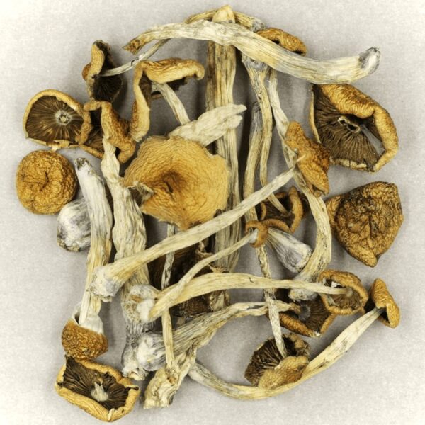 Mazatapec | Magic Mushrooms Edmonton Canada
