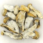 Melmac | Magic Mushrooms Edmonton Canada