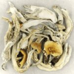 Treasure Coast | Magic Mushrooms Edmonton Canada