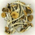 Mexicana | Magic Mushrooms Edmonton Canada