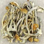 Amazonian Cubensis | Magic Mushrooms Edmonton Canada