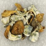 King Kong | Magic Mushrooms Edmonton Canada