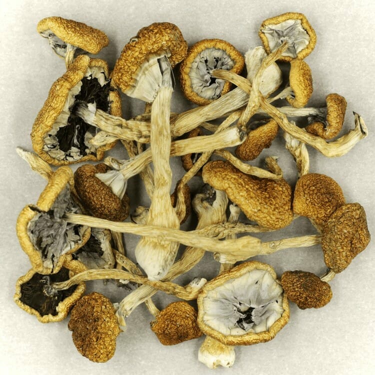 Affordable Mush Cambodian Mush Cambodian at Magic Mushrooms Edmonton Canada