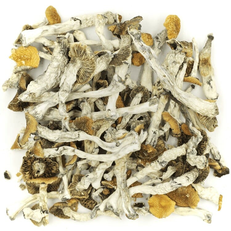 What are the Best Shrooms Online? Mush Golden Teacher at Magic Mushrooms Edmonton Canada