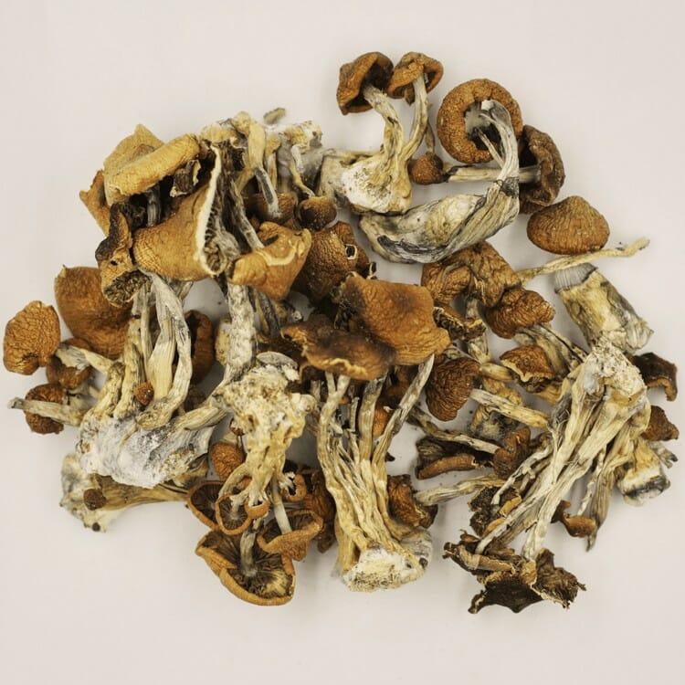 A New Trend In Wellness Is Psilocybe Cubensis And Microdosing Psilocybe Cubensis at Magic Mushrooms Edmonton Canada