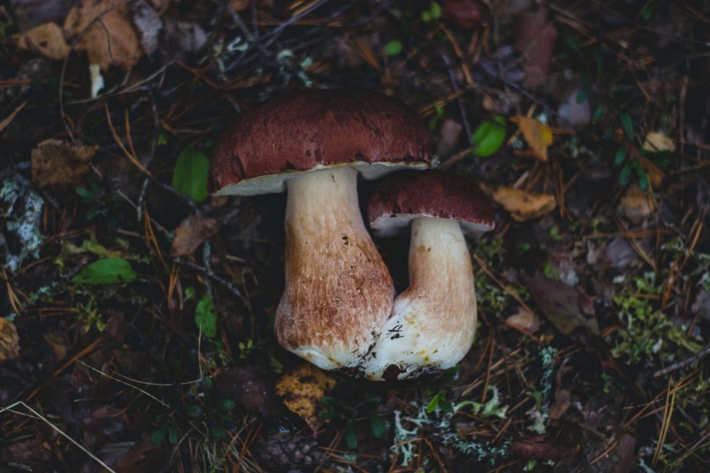 Amazonian Cubensis at Magic Mushrooms Edmonton Canada