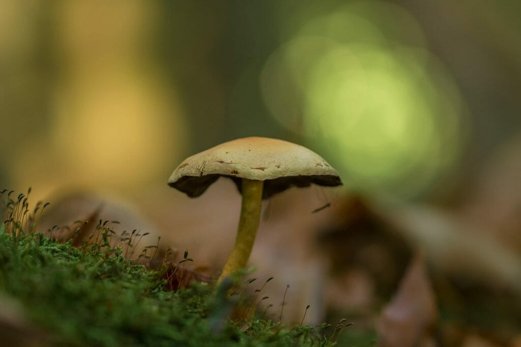 psilocybe cubensis at Magic Mushrooms Edmonton Canada