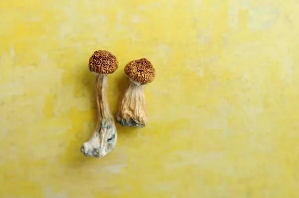 9 Essential Points to Understand Prior to Experimenting with Lemon Tek