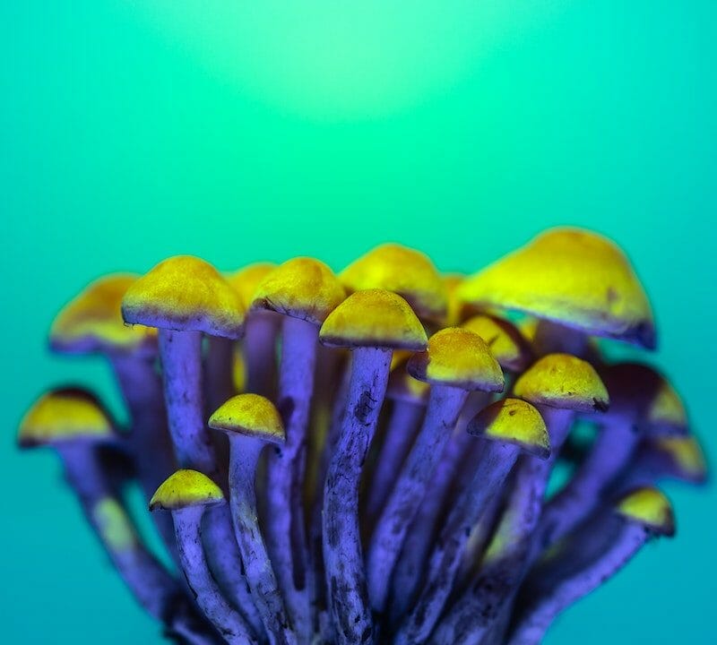 LSD Edibles | Magic Mushrooms Edmonton Canada