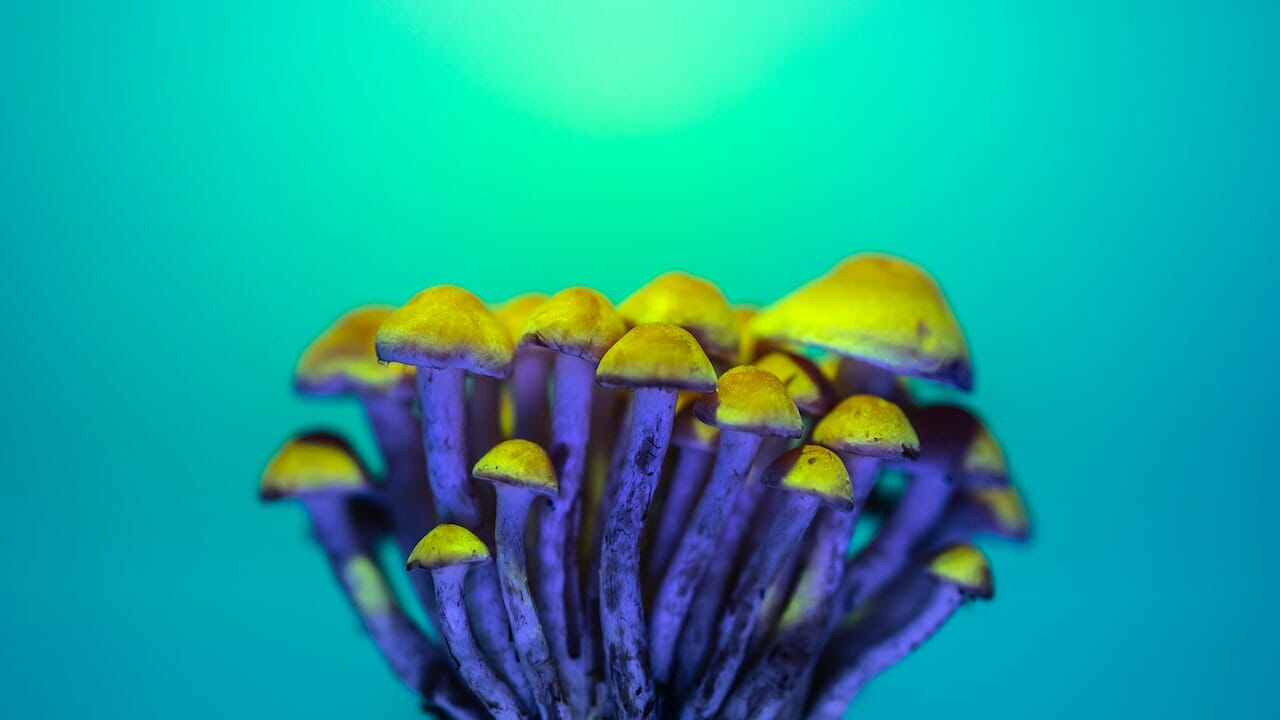 Chemistry of Psychedelics: The Potential of LSD-infused Edibles