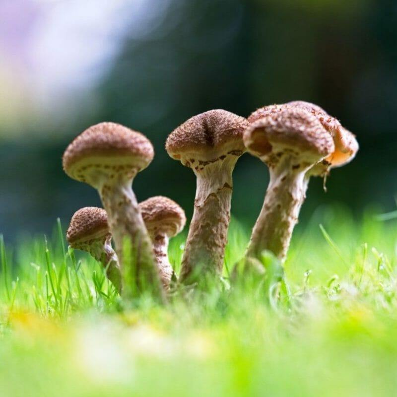 Mushroom Dispensary | Magic Mushrooms Edmonton Canada