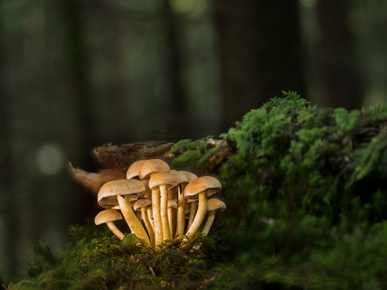 Ranking the Most Potent Magic Mushrooms