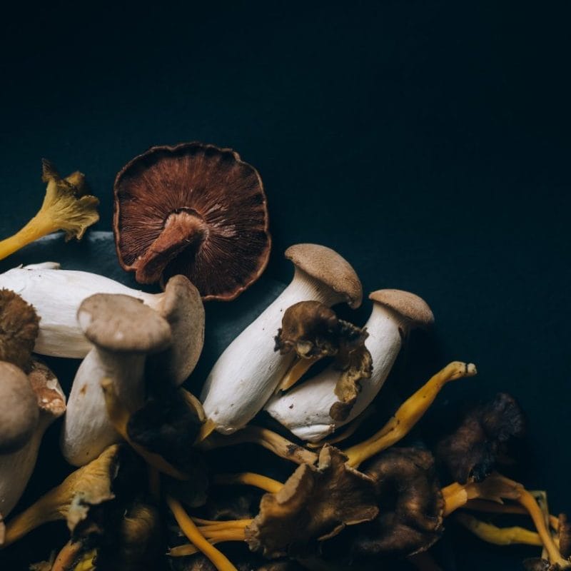 Dried Shrooms | Magic Mushrooms Edmonton Canada
