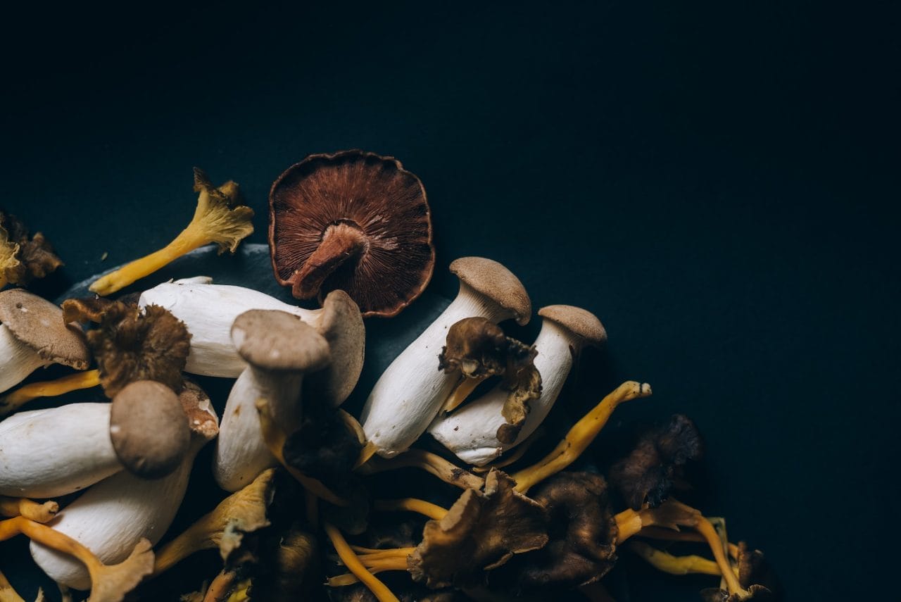 Study Indicates that Dried Psychedelic Mushrooms Induce a Sensation Similar to a ‘Lucid Dream’