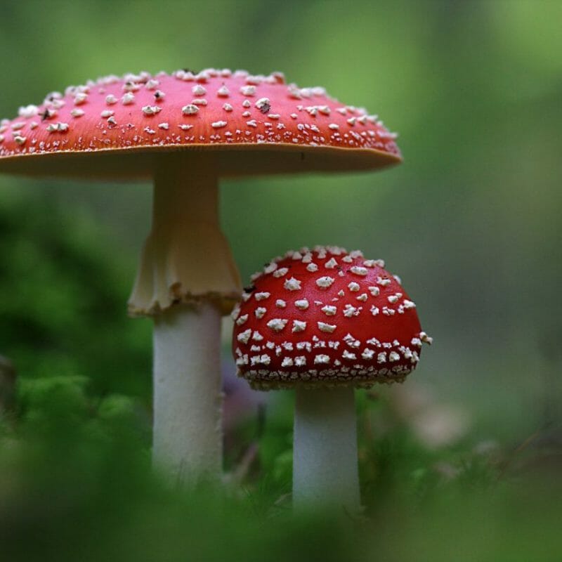 Magic Mushrooms Canada | Magic Mushrooms Edmonton Canada