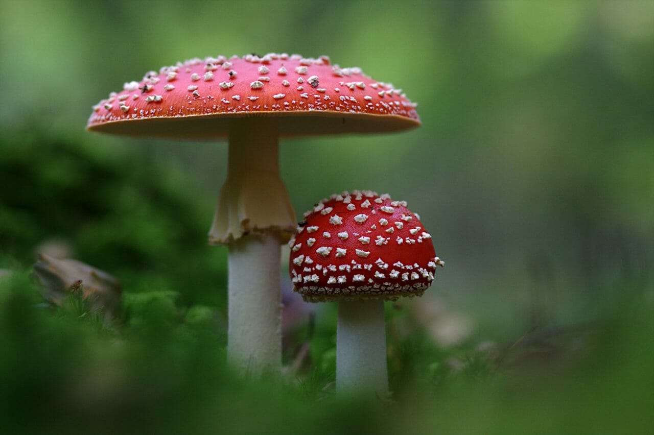 The Emergence of Magic Mushrooms in Canada: Top Varieties to Experience