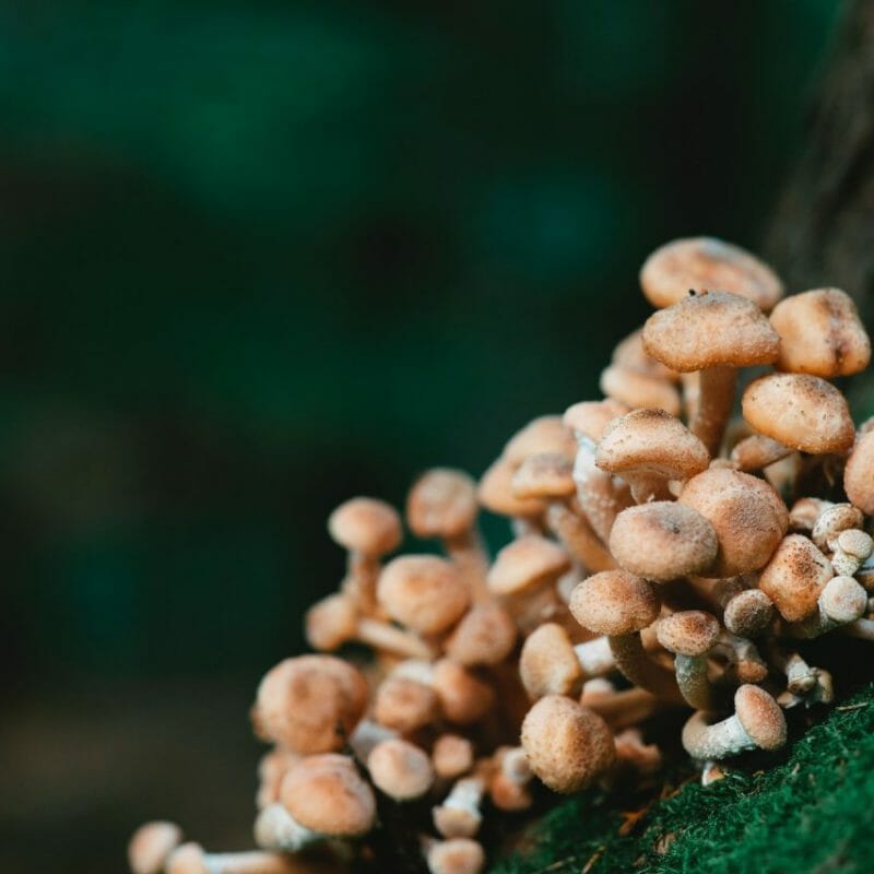 Mushroom Dispensary - Zoomies | Magic Mushrooms Edmonton Canada