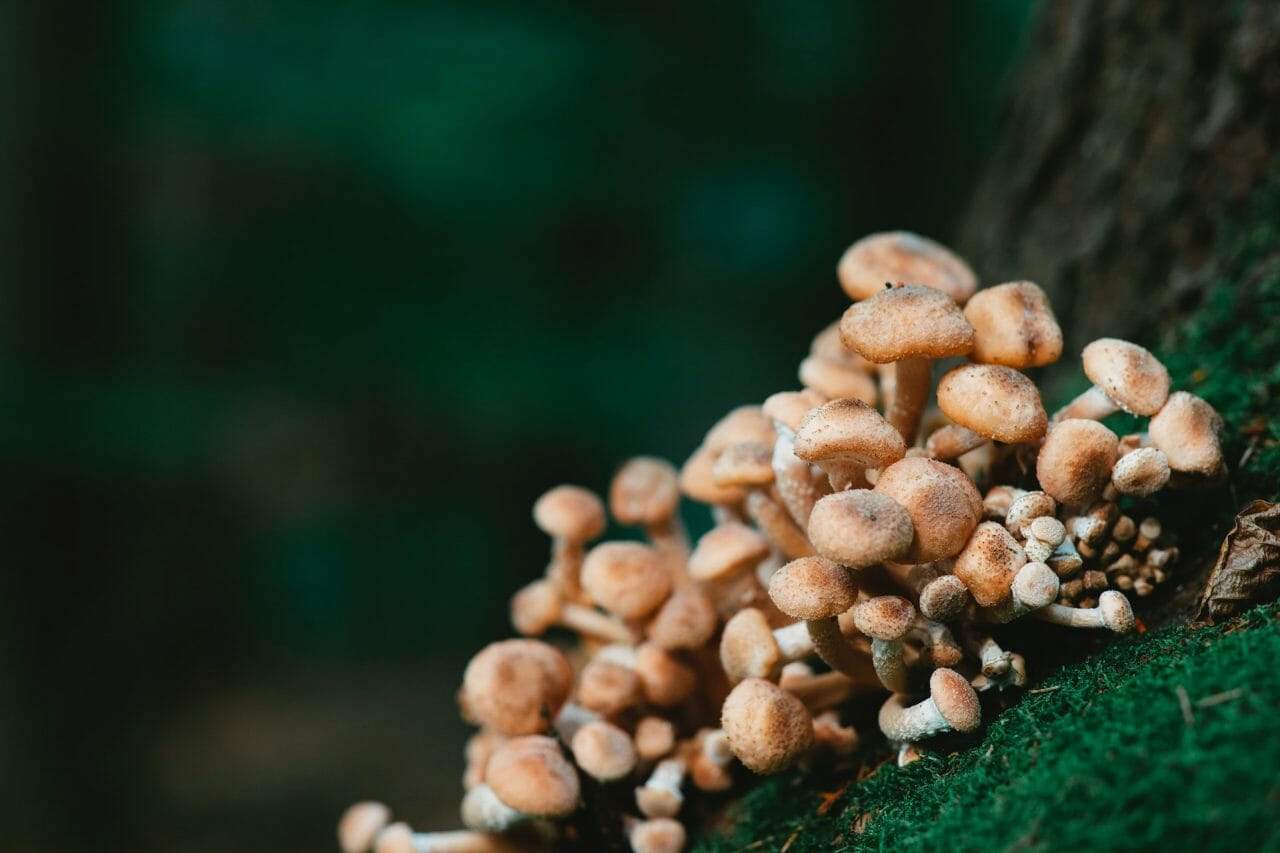 The Role of Mushroom Dispensary in Managing Depression