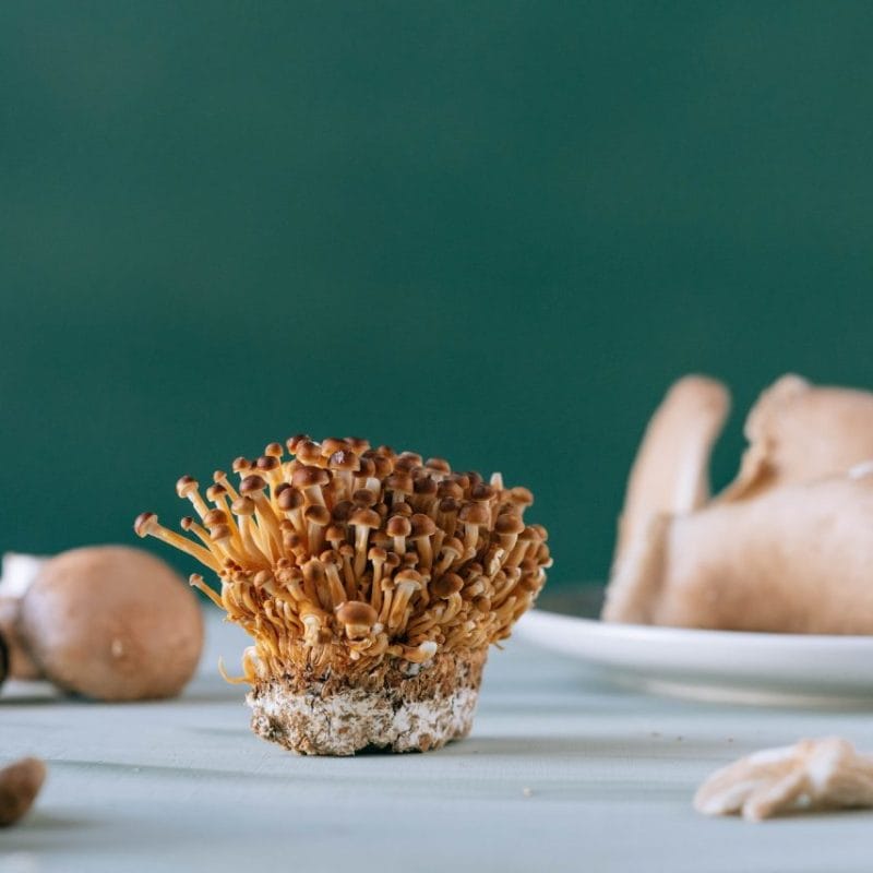 Buy Magic Mushroom | Magic Mushrooms Edmonton Canada