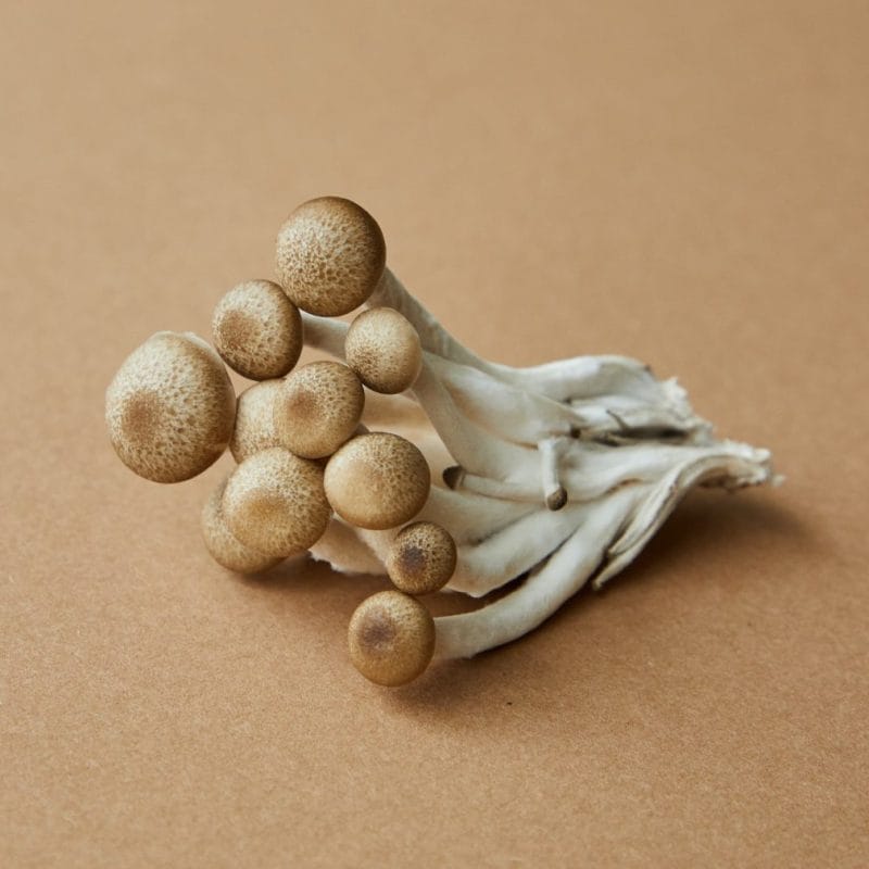 strongest mushroom strain | Magic Mushrooms Edmonton Canada