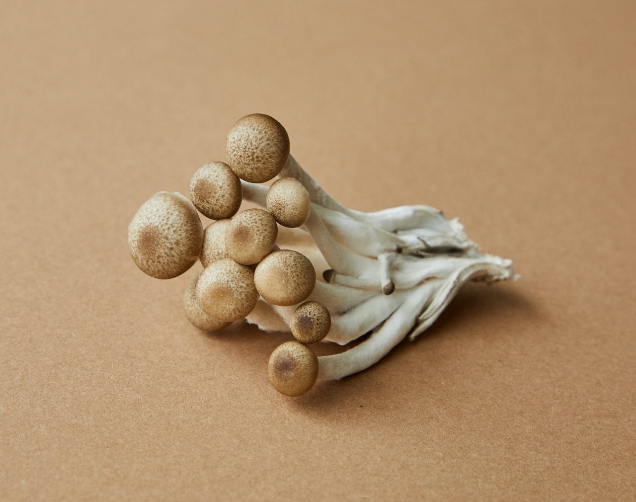 Exploring Penis Envy: An In-Depth Examination of the Most Potent Mushroom Strain
