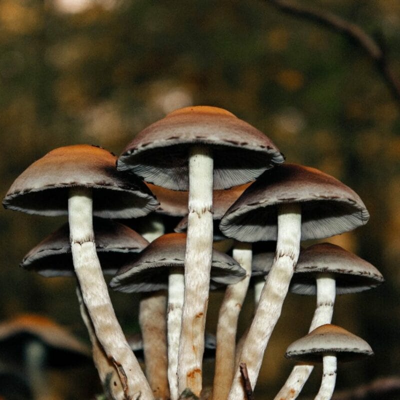 Microdose Mushrooms | Magic Mushrooms Edmonton Canada
