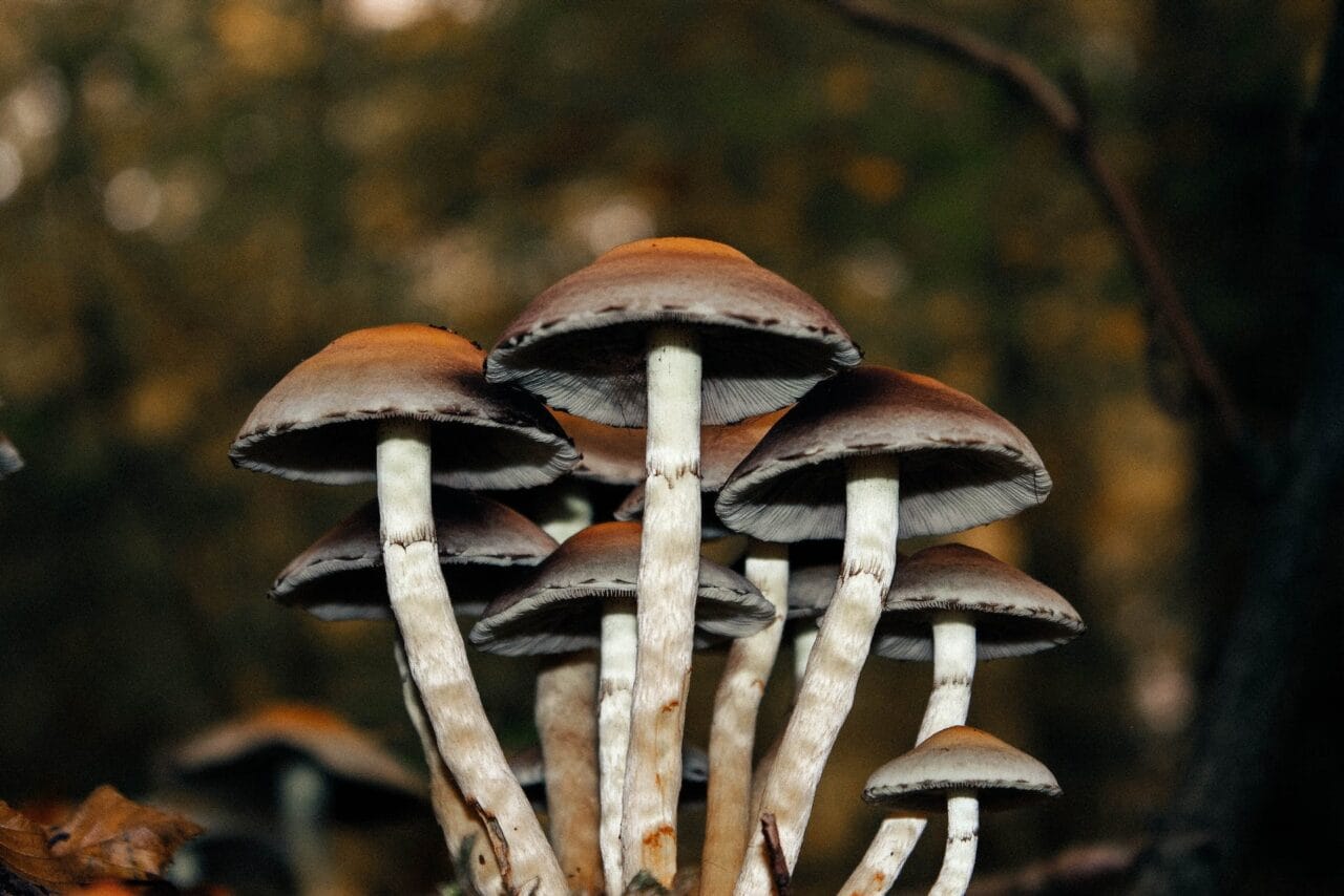 A Collection of Case Studies on the Use of Microdose Mushrooms for Long-Term Pain Management