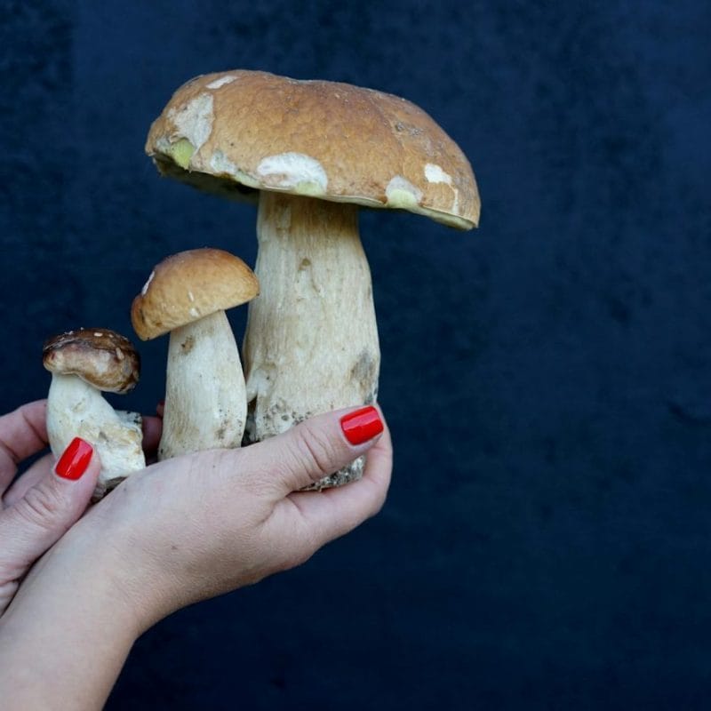 Shrooms Online | Magic Mushrooms Edmonton Canada