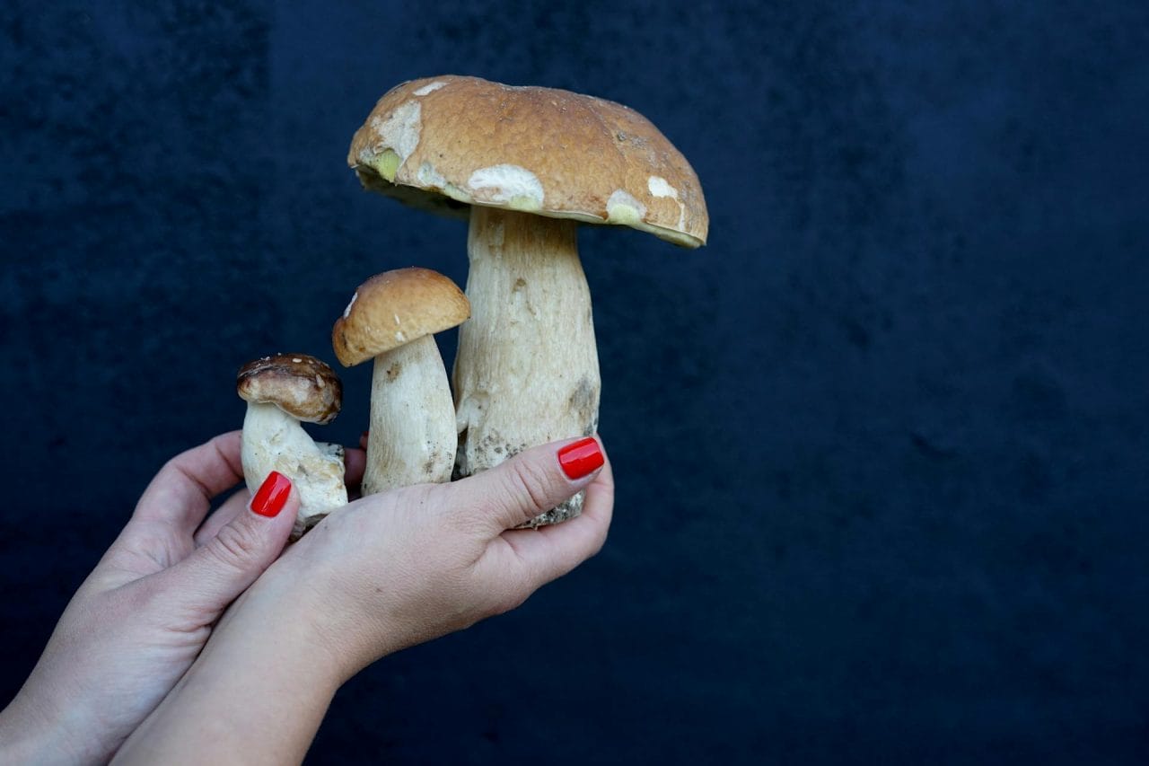 Five Essential Local Mushroom Varieties to Try