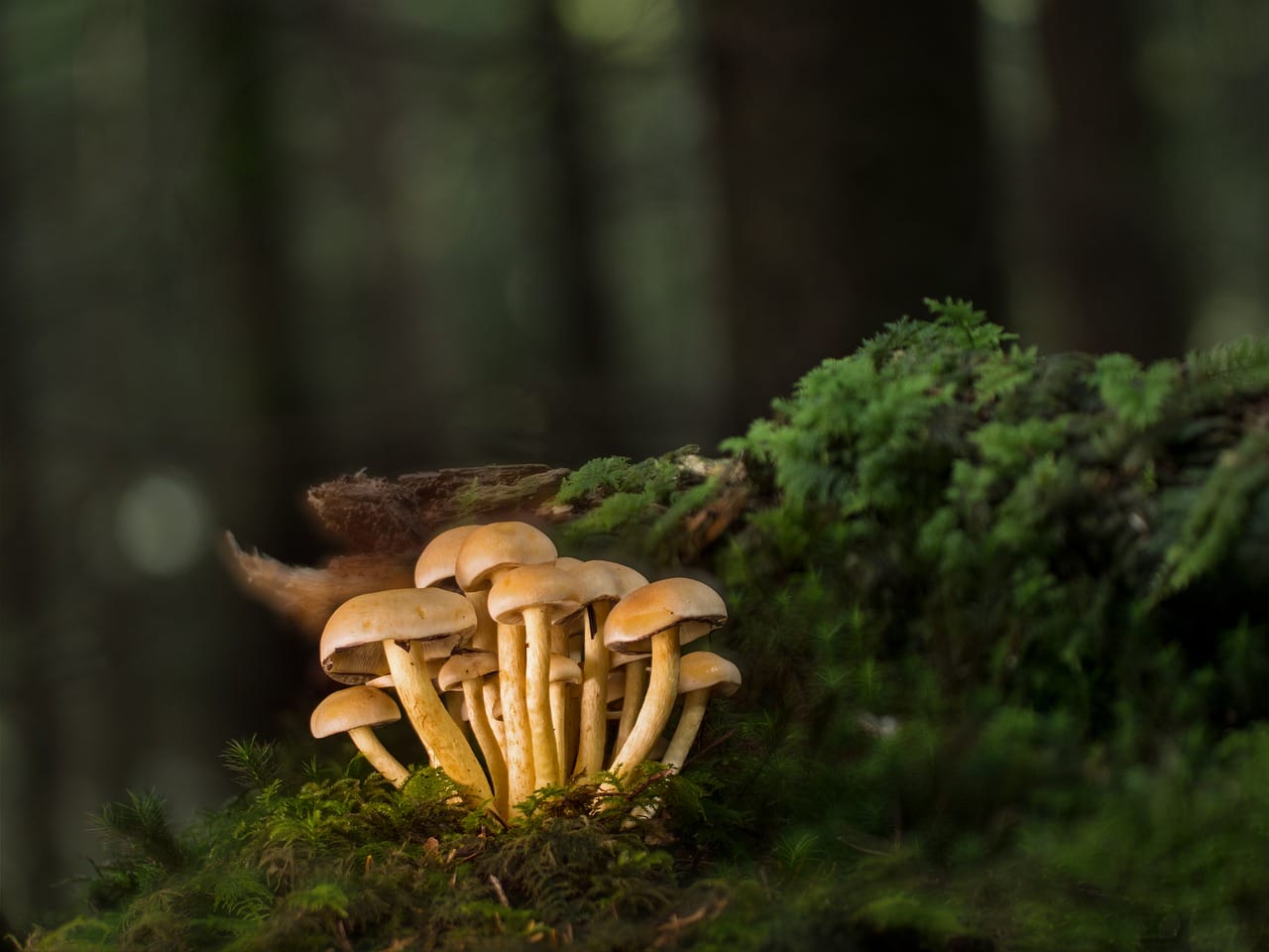 Purchase Mushrooms Online and Explore the Most Delightful Mushroom Choices