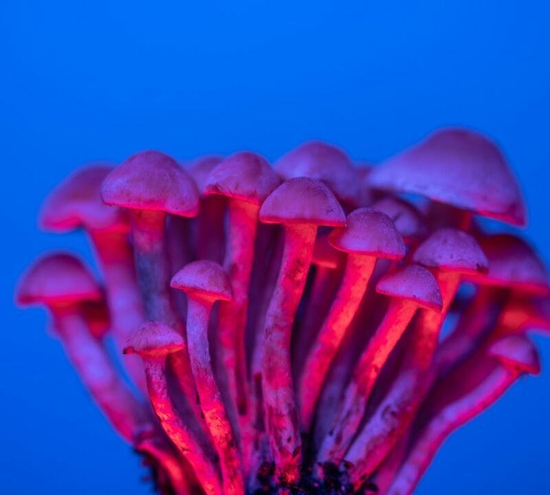 Shrooms Delivery in Canada | Magic Mushrooms Edmonton Canada