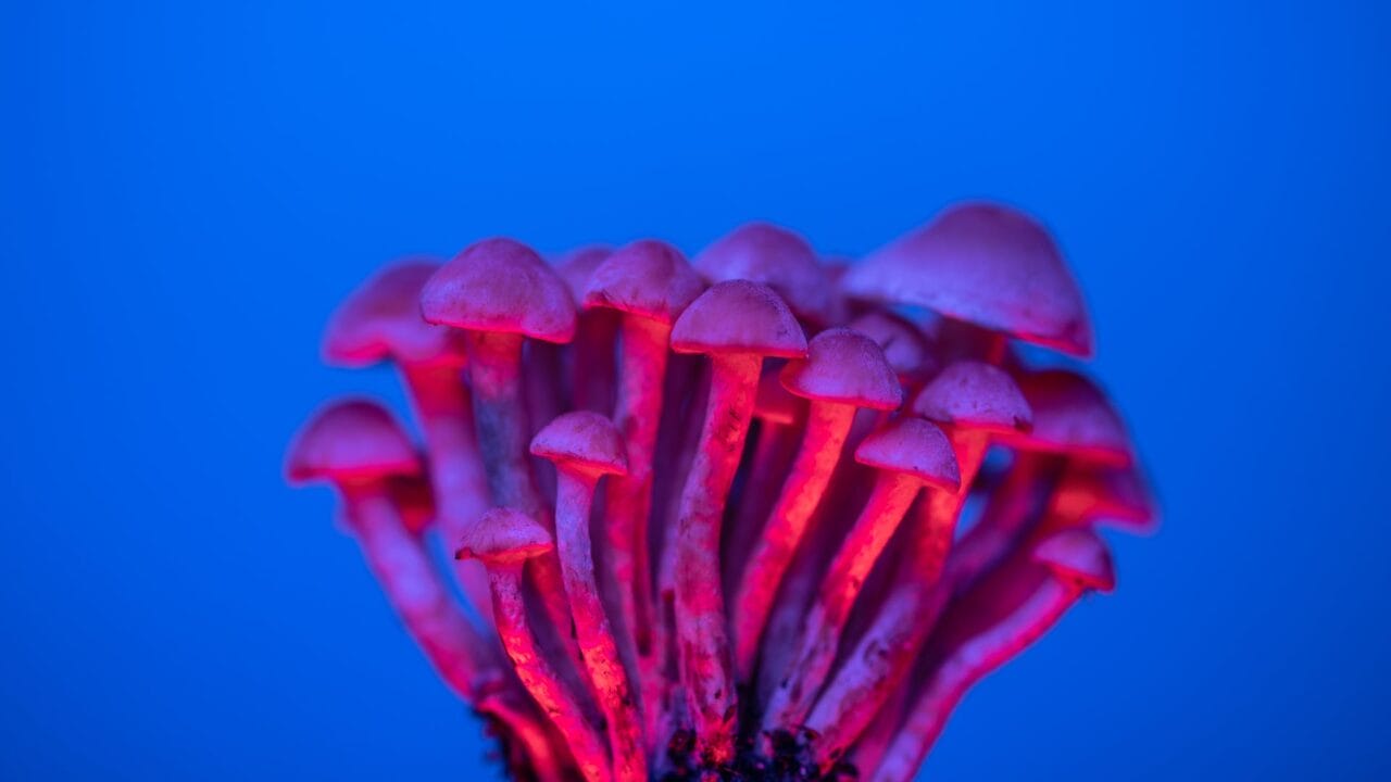 Delivering Shrooms for Cognitive Upliftment: Understanding the Benefits of Nootropics