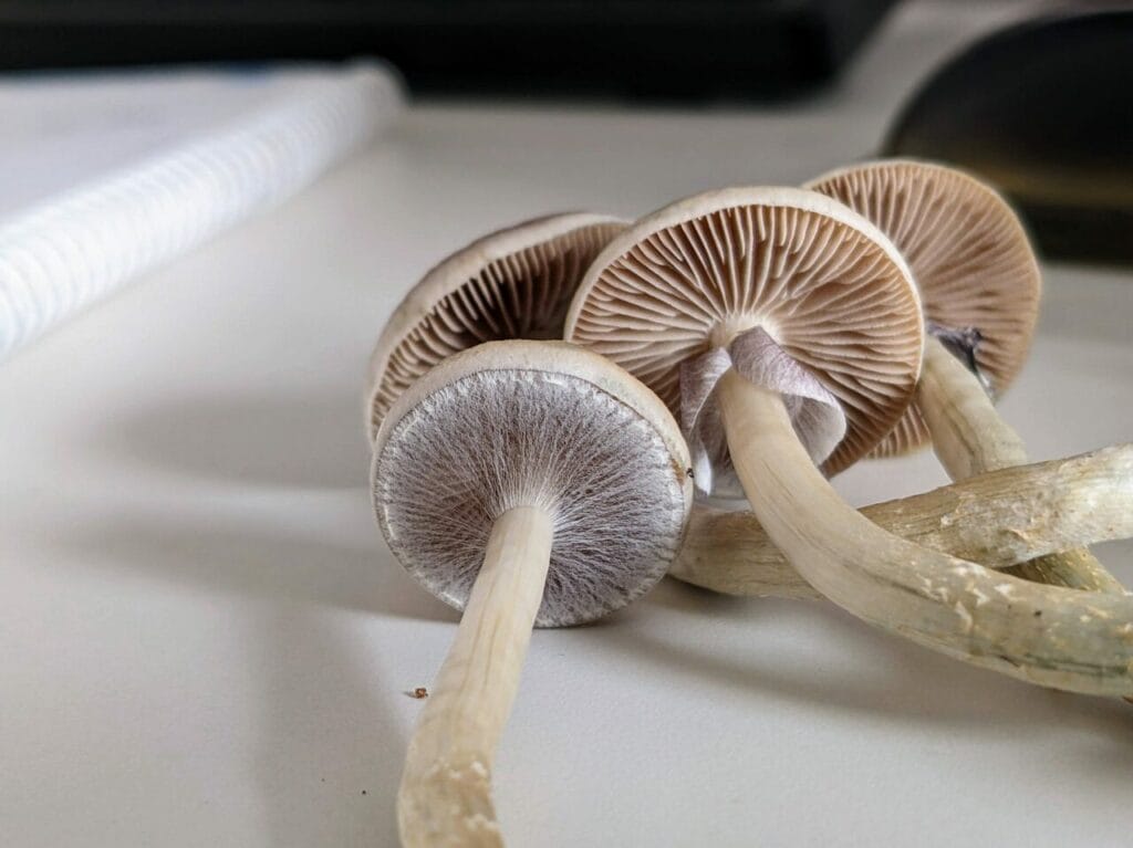 Magic Mushrooms at Magic Mushrooms Edmonton Canada