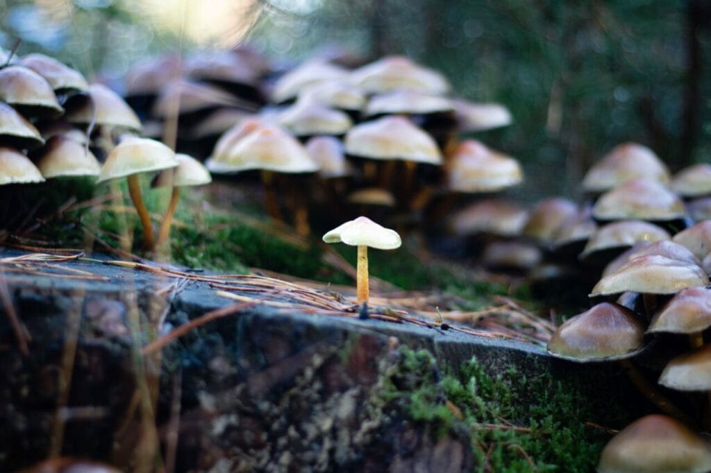 Shroom Delivery at Magic Mushrooms Edmonton Canada