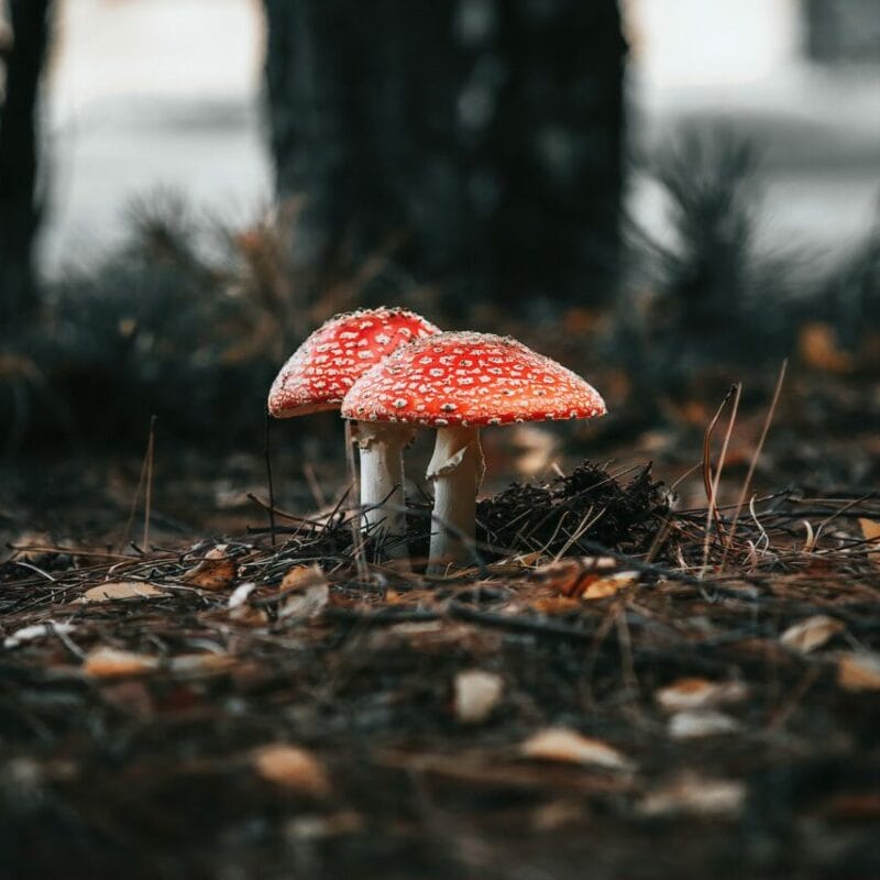 Shroom online delivery at Zoomies Canada | Magic Mushrooms Edmonton Canada